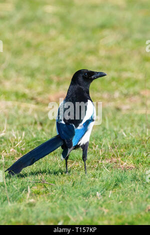 Elster auf dem Boden sind, Gemeinsame magpie (Pica Pica) Stockfoto