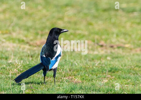 Elster auf dem Boden sind, Gemeinsame magpie (Pica Pica) Stockfoto