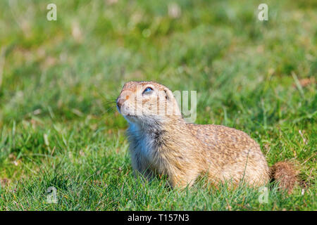 Europäische Erdhörnchen, Souslik (Spermophilus citellus) natürlichen Umgebung Stockfoto