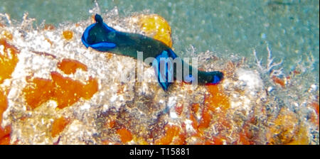 Seltene blaue Nacktschnecke während Tauchen bei Molokini Krater, Maui Hawaii Stockfoto