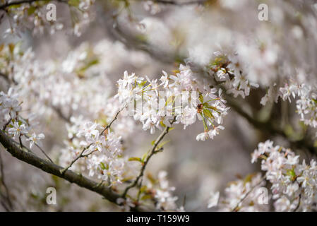 Kirschblüten blühen in London Stockfoto