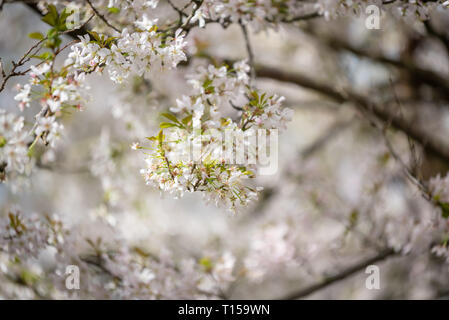 Kirschblüten blühen in London Stockfoto