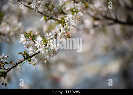 Kirschblüten blühen in London Stockfoto