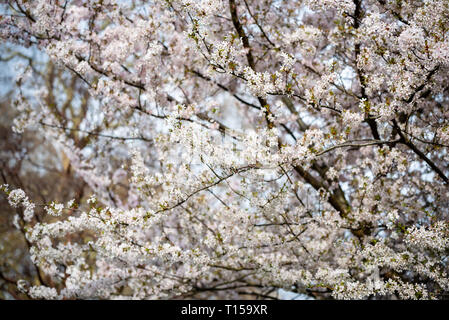 Kirschblüten blühen in London Stockfoto