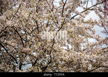 Kirschblüten blühen in London Stockfoto