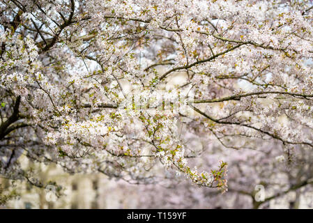 Kirschblüten blühen in London Stockfoto