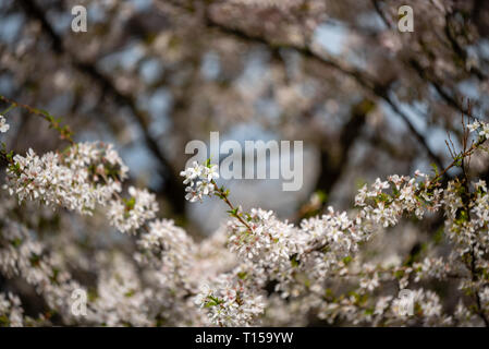 Kirschblüten blühen in London Stockfoto