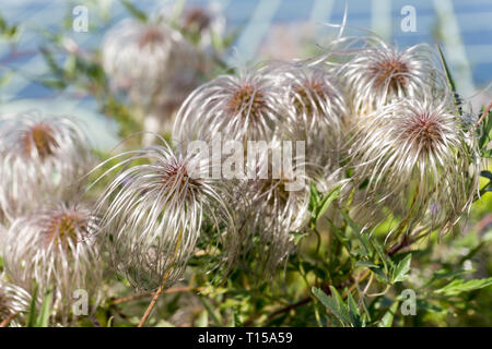 Clematis vitalba (Old Man's Bart, Traveller's Freude). Strauch aus der Familie der Ranunculaceae. Selektive konzentrieren. Bild horizontal Stockfoto