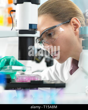 Die Forschung, Wissenschaftler, ein multi-well Platte unter dem Mikroskop bereit Zellen im Labor zu untersuchen Stockfoto