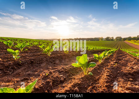 Vereinigtes Königreich, Schottland, East Lothian, Stockfoto