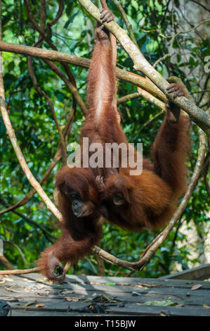 Indonesien, Sumatra Bukit Lawang Orang Utan Rehabilitation Station, Fütterung der Sumatra Orang-Utans Stockfoto