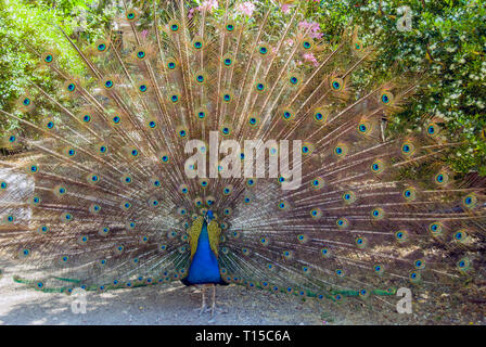 Bodrum, Türkei, 20. Mai 2010: Pfau Stockfoto