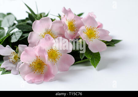 Schöne Doge rosa Blüten auf einem weißen Hintergrund. Stockfoto