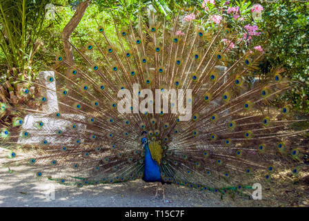 Bodrum, Türkei, 20. Mai 2010: Pfau Stockfoto