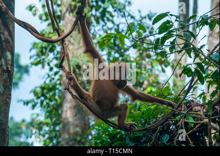 Indonesien, Sumatra Bukit Lawang Orang Utan Rehabilitation Station, Jung Sumatra Orang-Utan baby Schwingen durch den Wald Stockfoto