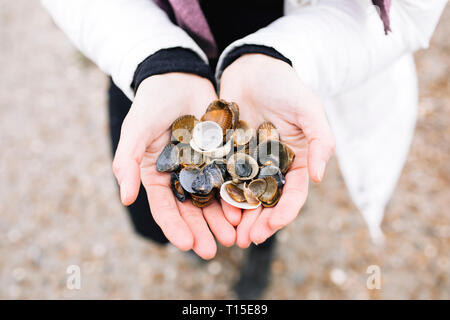 Woman's Hände, die gesammelten Muscheln, close-up Stockfoto