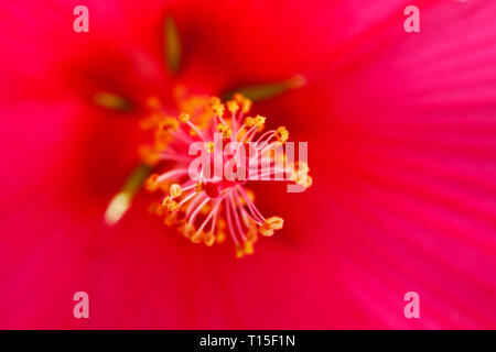 Stempel und Staubgefäße rosa Gemeinsame Hibiskus, close-up Stockfoto