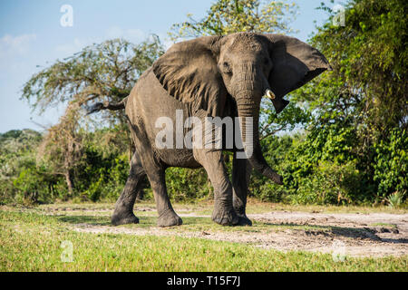 Afrika, Uganda, Afrikanischer Elefant, Loxodonta africana, Murchison Falls National Park Stockfoto