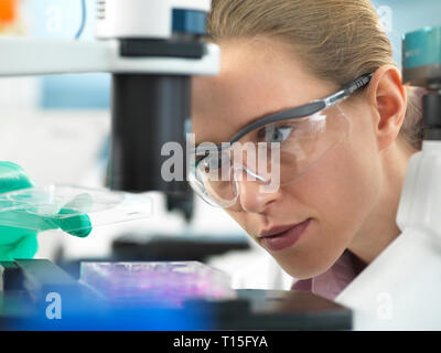 Die Forschung, Wissenschaftler, ein multi-well Platte unter dem Mikroskop bereit Zellen im Labor zu untersuchen Stockfoto