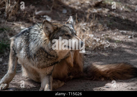 Mexikanische Wolf (Canis lupus) baileyi in Albuquerque Zoo ist als gefährdet eingestuft. Stockfoto