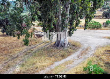 Bodrum, Türkei, 28. Mai 2011: Olivenbäume im Dorf Lindos Stockfoto