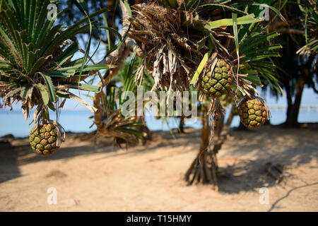 Pandanus tectorius Baum. Tropische pandan Früchte an einem Baum. Unscharfer Hintergrund, kostenloses Exemplar. Stockfoto