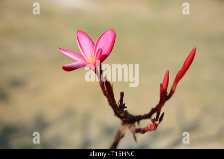 Pink Frangipani, Plumeria Blumen über Hintergrund verschwommen. Tropische Flora am Sommer. Stockfoto