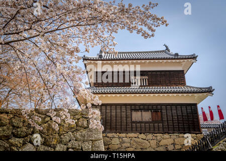 Kirschblüten bei udea Schloss im Frühling - Präfektur Nagano. Stockfoto