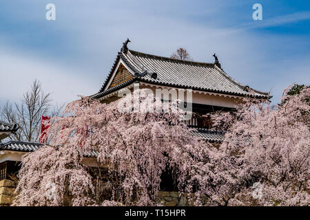 Kirschblüten bei udea Schloss im Frühling - Präfektur Nagano. Stockfoto