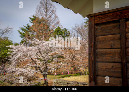 Kirschblüten bei udea Schloss im Frühling - Präfektur Nagano. Stockfoto