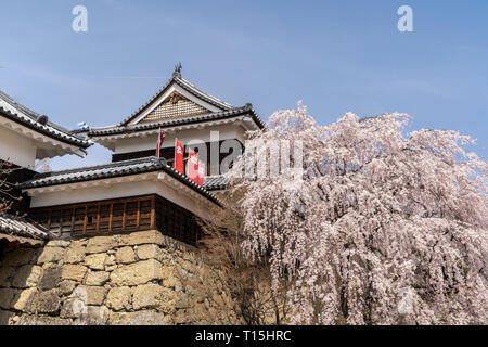 Kirschblüten bei udea Schloss im Frühling - Präfektur Nagano. Stockfoto