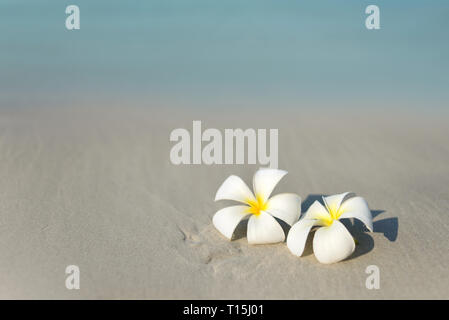 Weiß und rosa Plumeria frangipani Blüten am Sandstrand vor der Küste. In der tropisch-exotischen anzeigen. Reise Urlaub Konzept. Kostenlose Kopie. Stockfoto