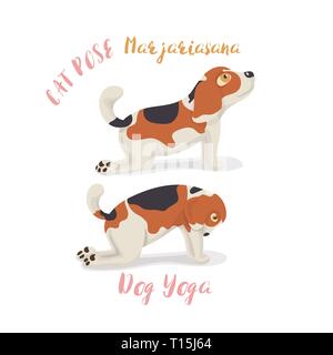 Cute cartoon beagle Hund in yoga meditation darstellen, einen Cat Pose, Marjaryasana, auf weißem Hintergrund, kann es als Poster, Postkarte, kostenlose yo verwendet werden. Stock Vektor