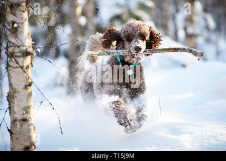 Standard poodle laufen und genießen Sie den Schnee an einem schönen Wintertag. Verspielter Hund in Aktion mit einem Spielzeug auf ein schneebedecktes Feld in Finnland. Aktive lifestyl Stockfoto