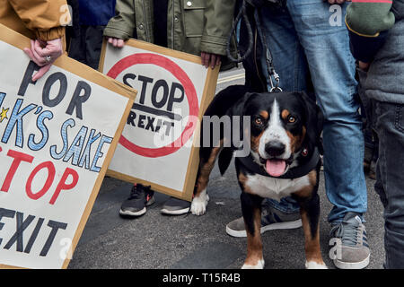 London, Großbritannien. 23 Mär, 2019. Hund, während des Protestes mit clidren Holding zeichen Credit: Rokas Juozapavicius/Alamy leben Nachrichten Stockfoto