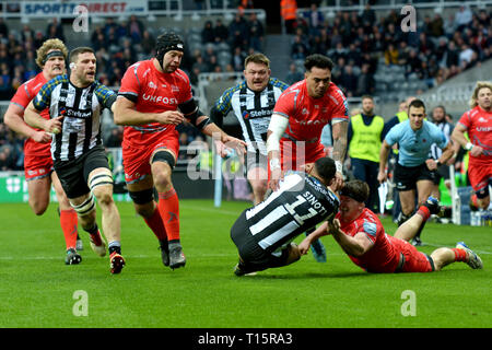 Newcastle Falcons vs. Sale Sharks, 23. März 2019, St. James Park Stadium in Newcastle, Nordostengland, Großbritannien Stockfoto