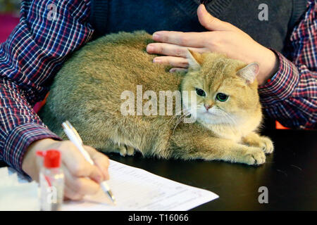 Bukarest, Rumänien. 23 Mär, 2019. Eine Britisch Kurzhaar Katze ist während der SofistiCat feline beauty contest in Bukarest, Rumänien, 23. März 2019 gesehen. Mehr als 300 Katzen von ungefähr 15 Rassen aus Rumänien, Moldawien, Bulgarien, Italien, Griechenland, Polen und Ungarn nahmen an diesem feline beauty contest in Bukarest. Credit: Cristian Cristel/Xinhua/Alamy leben Nachrichten Stockfoto