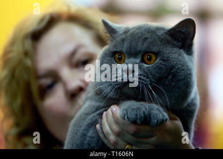 Bukarest, Rumänien. 23 Mär, 2019. Eine Britisch Kurzhaar Katze ist während der SofistiCat feline beauty contest in Bukarest, Rumänien, 23. März 2019 gesehen. Mehr als 300 Katzen von ungefähr 15 Rassen aus Rumänien, Moldawien, Bulgarien, Italien, Griechenland, Polen und Ungarn nahmen an diesem feline beauty contest in Bukarest. Credit: Cristian Cristel/Xinhua/Alamy leben Nachrichten Stockfoto