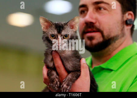 Bukarest, Rumänien. 23 Mär, 2019. Eine Warewolf Katze ist während der SofistiCat feline beauty contest in Bukarest, Rumänien, 23. März 2019 gesehen. Mehr als 300 Katzen von ungefähr 15 Rassen aus Rumänien, Moldawien, Bulgarien, Italien, Griechenland, Polen und Ungarn nahmen an diesem feline beauty contest in Bukarest. Credit: Cristian Cristel/Xinhua/Alamy leben Nachrichten Stockfoto