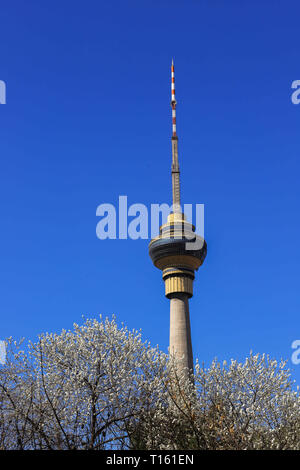 Peking, China. 24 Mär, 2019. Peking, China - Kirschblüten bei Yuyuantan Park in Peking, China. Credit: SIPA Asien/ZUMA Draht/Alamy leben Nachrichten Stockfoto