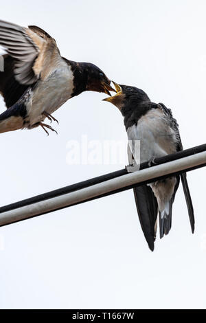 Common house Martin (Delichon urbicum) eingezogen. Stockfoto