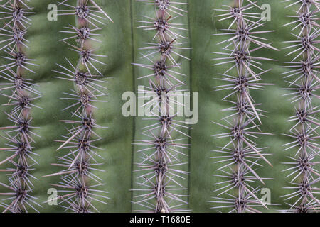 Vertikale Reihen von gruppierten Cactus Nadeln auf die grüne Haut einer Arizona Saguaro Kaktus. Stockfoto