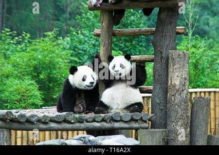 Chongqing China Panda Jugendliche sitzen auf Plattform Stockfoto