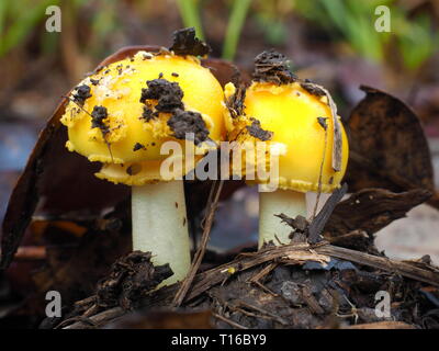 Leuchtend gelben Pilz oder Fliegenpilz auf dem Waldboden in Australien wächst. Australische Wald Pilze. Stockfoto