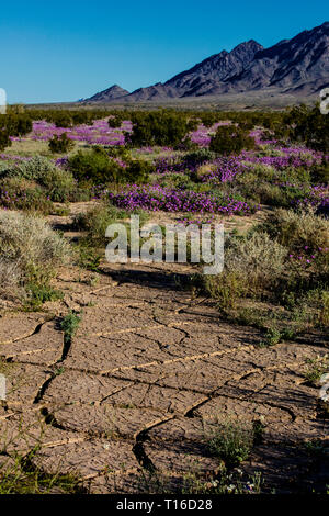 Am frühen Morgen Licht auf SAND VERBENA (Abronia villosa) am Fuß der COXCOMB BERGE - Joshua Tree National Park, Kalifornien Stockfoto