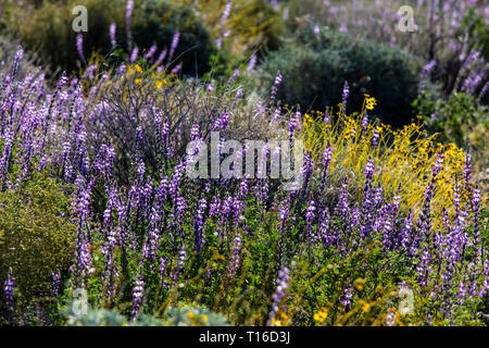 Am frühen Morgen Licht auf Arizona Lupine (Lupinus arizonicus) am Fuß der COXCOMB BERGE - Joshua Tree National Park, Kalifornien Stockfoto