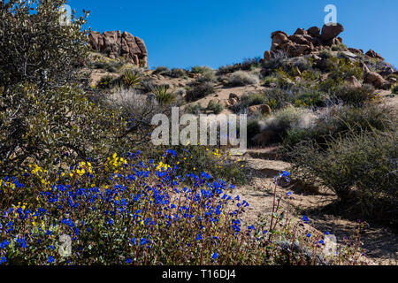 Wüstenlandschaft mit Wüste BLUEBELLS (Phacilia campalunaria) die Wanderung zum verlorenen Palms Oase mit Kalifornien VENTILATOR PALMEN (Washingtonia filifera) - JOSH Stockfoto