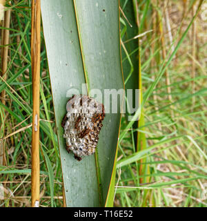 Paper wasp Nest auf Tiritiri Matangi Island Open Nature Reserve, Neuseeland. Stockfoto