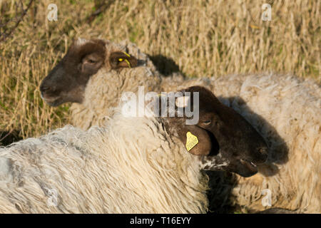 Schafe in Le Cayeux-sur-Mer, Somme, Hauts-de-France, Frankreich Stockfoto