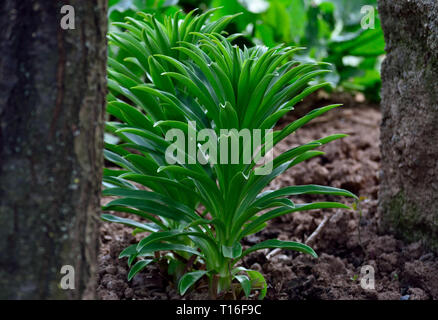 Blätter von Lilium Candidum im frühen Frühjahr Stockfoto